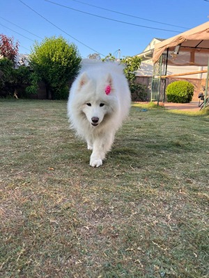 Female Samoyed in backyard
