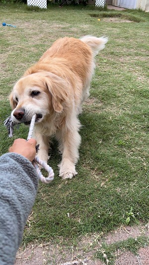 golden retriever playing tug of war