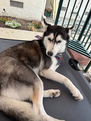 Husky relaxing