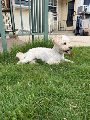 Dog laying down on grass