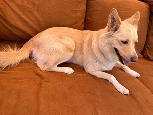 mixed breed relaxing on couch