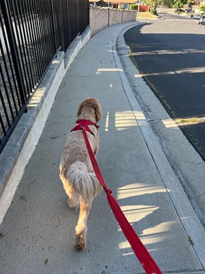 Walking Labradoodle